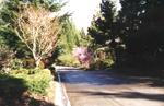 looking down our street in the springtime