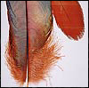 Feather Series #10.jpg